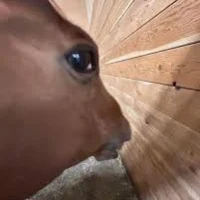 Justin Fanter's avatar