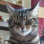 Beatriz Fernandes Su's avatar