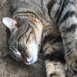 cindystaff919's avatar